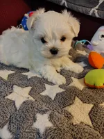 Ada, a female Maltese for sale in Arlington, WA – 1 of 4