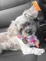 Chanel, a female Shih Tzu for sale in Dallas, TX – Photo 2 of 3