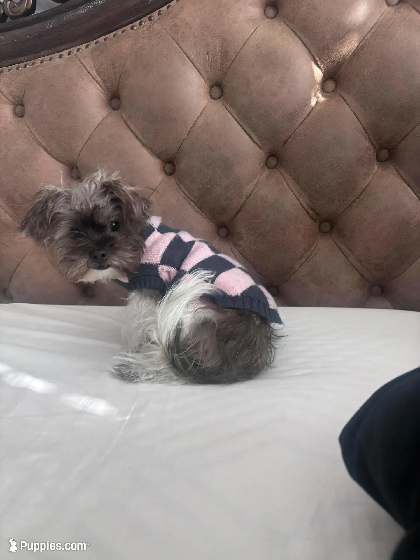 Chanel, a female Shih Tzu for sale in Dallas, TX – Photo 3 of 3