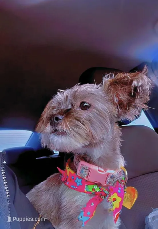 Chanel – Shih Tzu puppy for sale in Dallas, TX