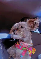 Chanel, a female Shih Tzu for sale in Dallas, TX – Photo 1 of 3