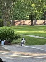 Bella, a female Australian Shepherd for sale in Huntsville, AL – Photo 3 of 9