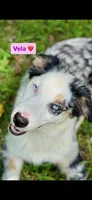 Bella, a female Australian Shepherd for sale in Huntsville, AL – Photo 1 of 9