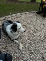 Bella, a female Australian Shepherd for sale in Huntsville, AL – Photo 8 of 9