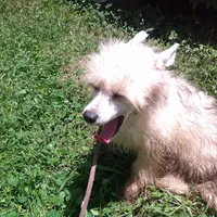 Benji, a male Chinese Crested for sale in Comer, GA – Photo 1 of 3