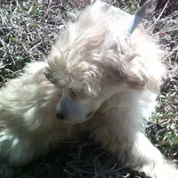 Benji, a male Chinese Crested for sale in Comer, GA – Photo 3 of 3