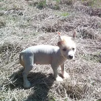 Jack, a male Chinese Crested for sale in Comer, GA – 1 of 1