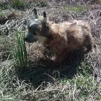 Yogi, a male Chinese Crested for sale in Comer, GA – 1 of 1