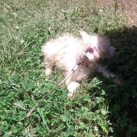 Princes, a female Chinese Crested for sale in Comer, GA – Photo 2 of 2