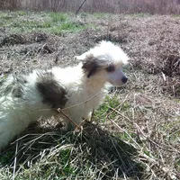 Princes, a female Chinese Crested for sale in Comer, GA – Photo 1 of 2