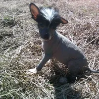 Rocko, a male Chinese Crested for sale in Comer, GA – Photo 2 of 2