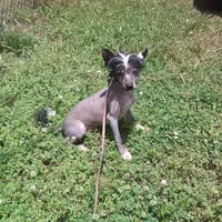 Rocko, a male Chinese Crested for sale in Comer, GA – Photo 1 of 2