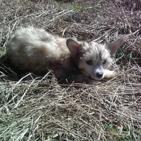 Victor, a male Chinese Crested for sale in Comer, GA – 1 of 1