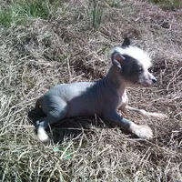 Pete, a male Chinese Crested for sale in Comer, GA – 1 of 1