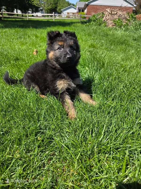 Bella  – German Shepherd Dog puppy for sale in Indianapolis, IN