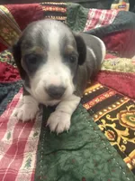Lindsey , a male Miniature Dachshund for sale in Lexington, SC – 7 of 8