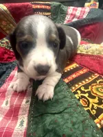 Lindsey , a male Miniature Dachshund for sale in Lexington, SC – 8 of 8