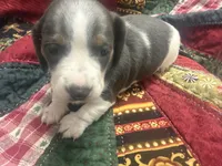 Lindsey , a male Miniature Dachshund for sale in Lexington, SC – 6 of 8