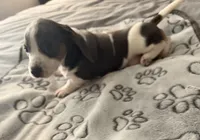 Lindsey , a male Miniature Dachshund for sale in Lexington, SC – 4 of 8