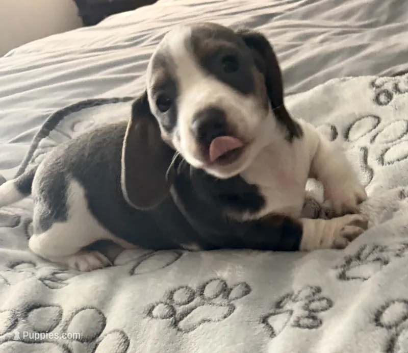 Lindsey  – Miniature Dachshund puppy for sale in Lexington, SC