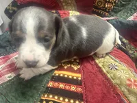 Lindsey , a male Miniature Dachshund for sale in Lexington, SC – 6 of 7