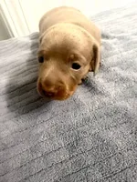 Ella, a female Miniature Dachshund for sale in Lexington, SC – 3 of 7