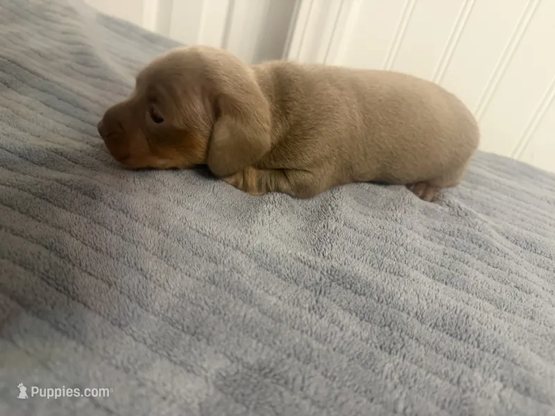 Ella – Miniature Dachshund puppy for sale in Lexington, SC