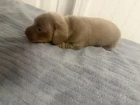 Ella, a female Miniature Dachshund for sale in Lexington, SC – 1 of 7