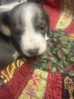Lindsey , a male Miniature Dachshund for sale in Lexington, SC – 3 of 7