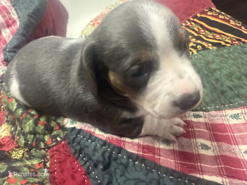 Lindsey  – Miniature Dachshund puppy for sale in Lexington, SC