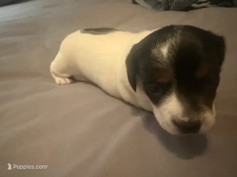 Darlene  – Miniature Dachshund puppy for sale in Lexington, SC