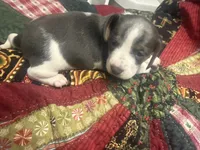 Lindsey , a male Miniature Dachshund for sale in Lexington, SC – 2 of 7