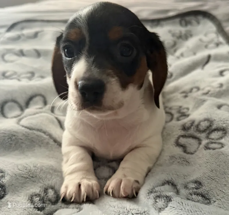Darlene  – Miniature Dachshund puppy for sale in Lexington, SC