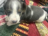 Lindsey , a male Miniature Dachshund for sale in Lexington, SC – 7 of 7