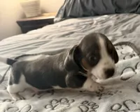 Lindsey , a male Miniature Dachshund for sale in Lexington, SC – 5 of 8