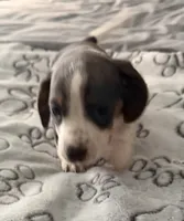 Lindsey , a male Miniature Dachshund for sale in Lexington, SC – 3 of 8