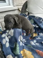 Girl # 6, a female Cane Corso for sale in Louisville, KY – 3 of 9