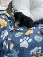 Girl # 2, a female Cane Corso for sale in Louisville, KY – 9 of 10