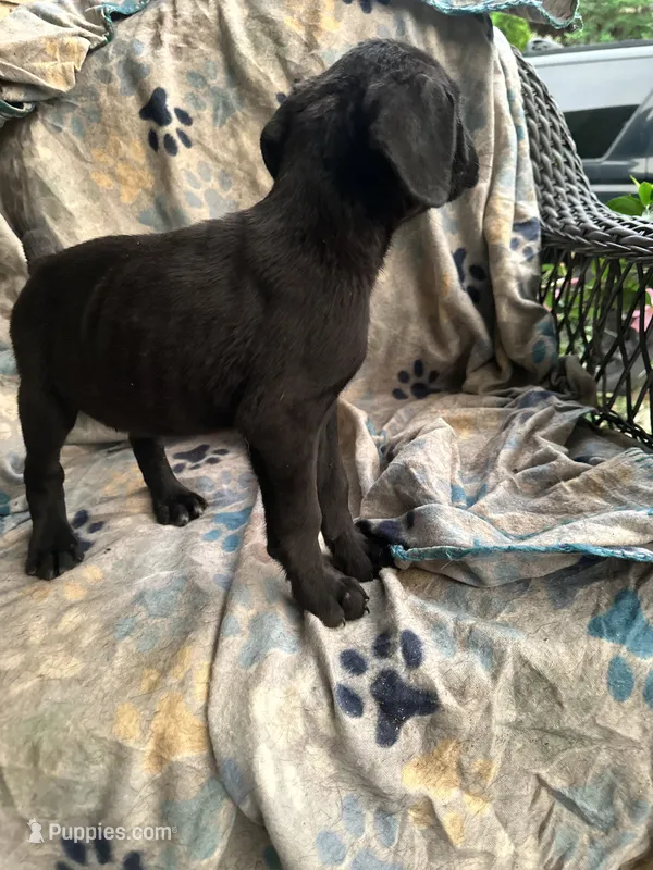 girl # 4 updated – Cane Corso puppy for sale in Louisville, KY