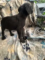 girl # 4 updated, a female Cane Corso for sale in Louisville, KY – 1 of 10