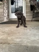 Boy #1 updated , a male Cane Corso for sale in Louisville, KY – 7 of 10