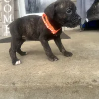 Orange - Girl , a female Boxer and Cane Corso for sale in Louisville, KY – Photo 6 of 9