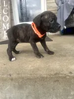 Girl - Orange , a female Boxer and Cane Corso for sale in Louisville, KY – Photo 2 of 9
