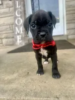 Red - Girl , a female Boxer and Cane Corso for sale in Louisville, KY – Photo 2 of 8