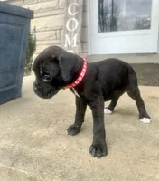 Red - Girl , a female Boxer and Cane Corso for sale in Louisville, KY – Photo 4 of 8