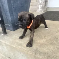 Orange - Girl , a female Boxer and Cane Corso for sale in Louisville, KY – Photo 8 of 9