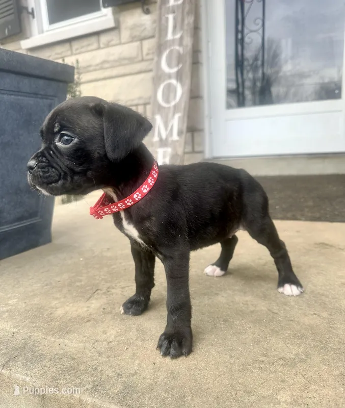 Red -  Available Now!!! 