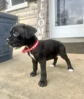 Red - Girl , a female Boxer and Cane Corso for sale in Louisville, KY – Photo 6 of 8