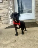 Red - Girl , a female Boxer and Cane Corso for sale in Louisville, KY – Photo 1 of 8