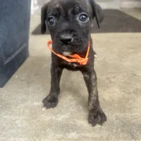 Orange - Girl , a female Boxer and Cane Corso for sale in Louisville, KY – Photo 3 of 9